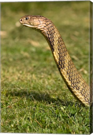 Framed King Cobra snake, South East Captive Print