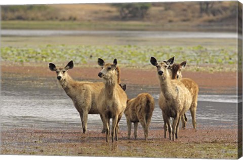 Framed Alert Sanbar deers, Ranthambhor National Park, India Print