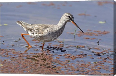 Framed Bird, Redshank, Ranthambhor National Park, India Print