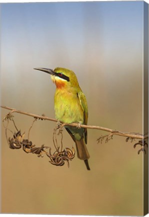 Framed Bluetailed Bee eater, Corbett NP, Uttaranchal, India Print