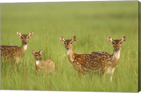 Framed Chital Deer wildlife, Corbett NP, Uttaranchal, India Print