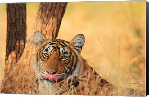 Framed Close up of Royal Bengal Tiger, Ranthambhor National Park, India Print