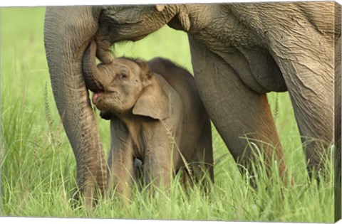 Framed Elephant and Young, Corbett National Park, Uttaranchal, India Print