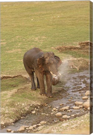 Framed Elephant at waterhole, Corbett NP, Uttaranchal, India Print