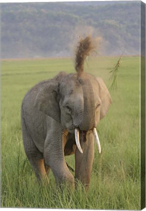 Framed Elephant dust bath, Corbett NP, Uttaranchal, India Print