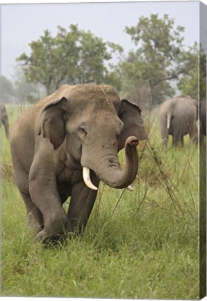 Framed Elephant Greeting, Corbett National Park, Uttaranchal, India Print