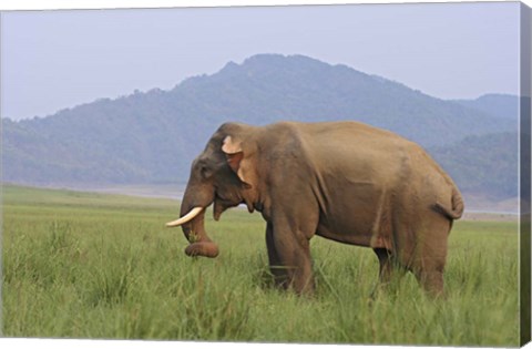 Framed Elephant in the grass, Corbett NP, Uttaranchal, India Print