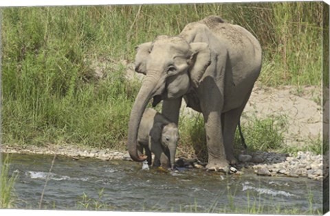 Framed Elephant on riverbank, Corbett NP, Uttaranchal, India Print