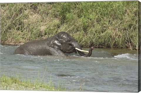 Framed Elephant taking bath, Corbett NP, Uttaranchal, India Print