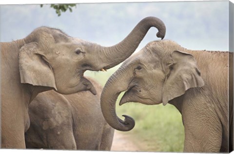 Framed Elephants Play Fighting, Corbett National Park, Uttaranchal, India Print