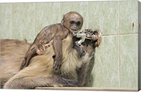 Framed Hanuman Langoor and young, Ranthambhor National Park, India Print