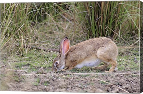 Framed Indian Hare wildlife, Ranthambhor NP, India Print