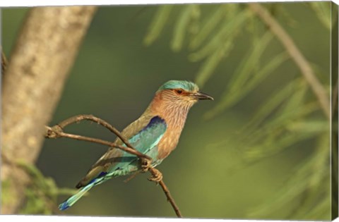 Framed Indian roller bird, Corbett NP, Uttaranchal, India Print