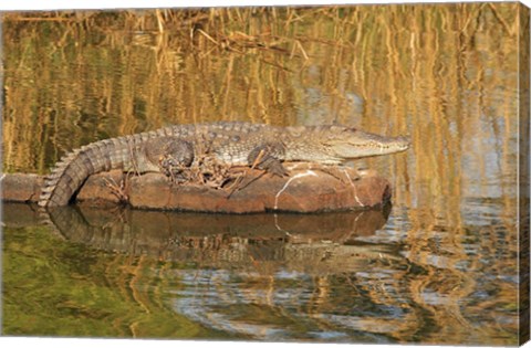 Framed Marsh Crocodile, Ranthambhor National Park, India Print