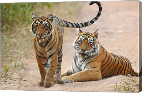 Framed Pair of Royal Bengal Tigers, Ranthambhor National Park, India Print