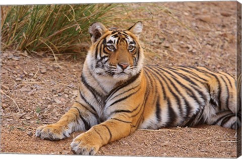 Framed Portrait of Royal Bengal Tiger, Ranthambhor National Park, India Print