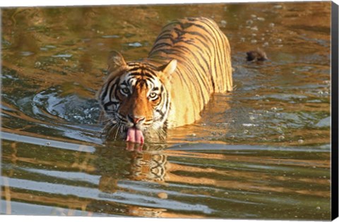 Framed Royal Bengal Tiger in the water, Ranthambhor National Park, India Print