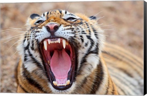 Framed Royal Bengal Tiger mouth, Ranthambhor National Park, India Print