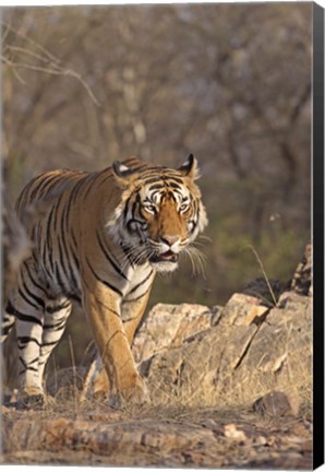 Framed Royal Bengal Tiger On The Move, Ranthambhor National Park, India Print