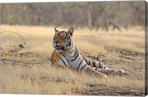 Framed Royal Bengal Tiger resting, India Print