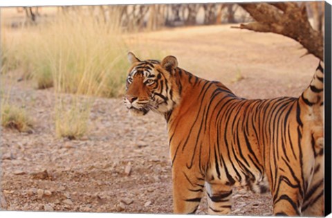 Framed Royal Bengal Tiger, Ranthambhor National Park, India Print