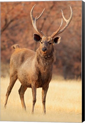 Framed Sambar Stag in Dry Grassland, Ranthambhor National Park, India Print