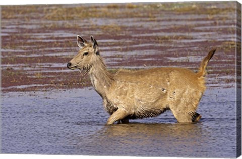 Framed Sambar wildlife, lake, Ranthambhor NP, India Print