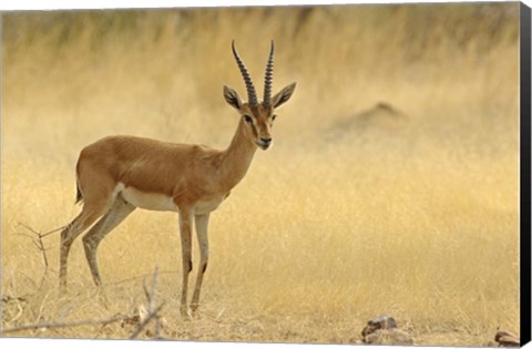 Framed Chinkara, Ranthambhor National Park, India Print