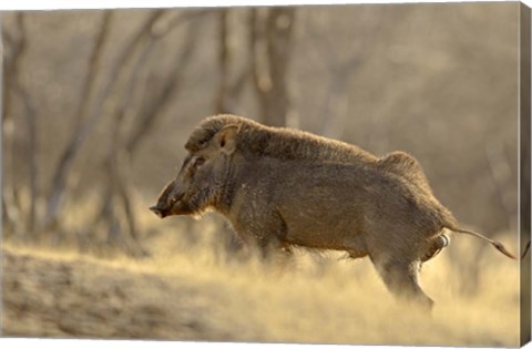 Framed Wild Boar, Ranthambhor National Park, India Print