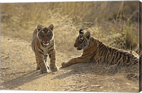 Framed Young Royal Bengal Tiger, Ranthambhor National Park, India Print