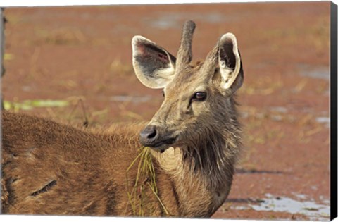 Framed Young Sambar stag, Ranthambhor National Park, India Print