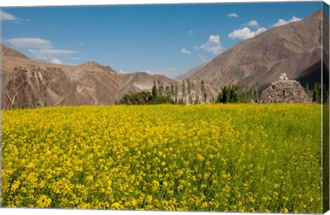 Framed Mustard flowers and mountains in Alchi, Ladakh, India Print