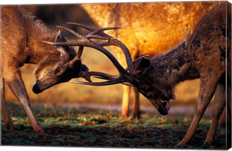 Framed Barasingha, Khana National Park, India Print