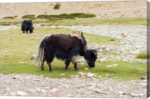 Framed India, Jammu and Kashmir, Ladakh, yaks eating grass on a dry creek bed Print