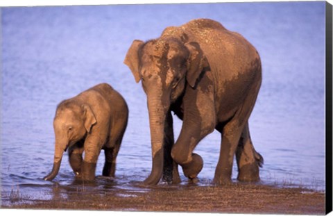 Framed Pair of Asian Elephants, Nagarhole National Park, India Print