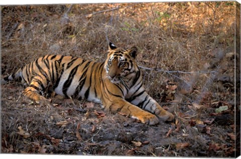 Framed Tiger in Ranthambore National Park, India Print