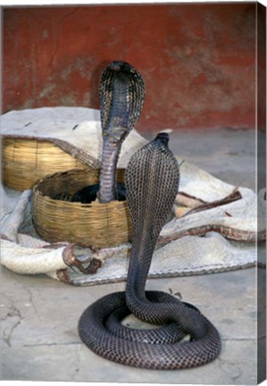 Framed Snake Charming, Oris, India Print