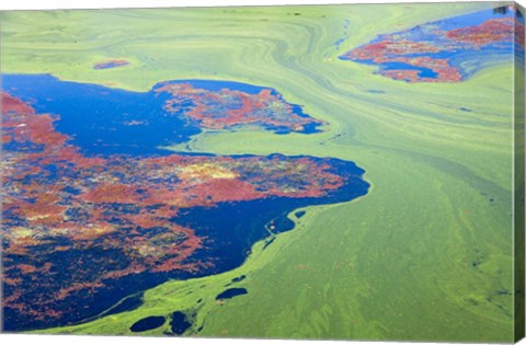 Framed Algae on the water, Indhar Lake, Udaipur, Rajasthan, India Print