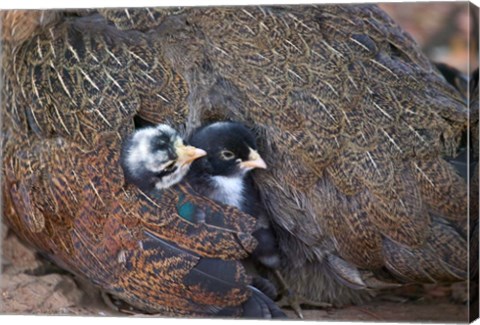 Framed Mother hen guarding two little chicks, Orissa, India Print