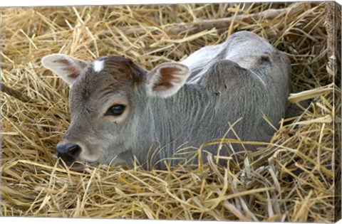 Framed Baby Calf, Cow, Farm Animal, Orissa, India Print