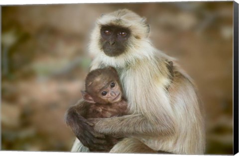 Framed Black-Face Langur Mother and Baby, Ranthambore National Park, Rajasthan, India Print