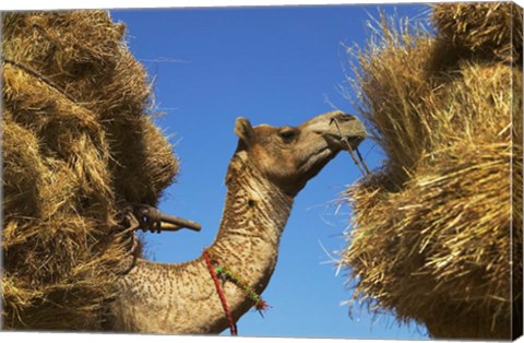 Framed Camel Carrying Straw, Pushkar, Rajasthan, India Print