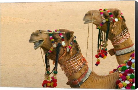 Framed Decorated Camel in the Thar Desert, Jaisalmer, Rajasthan, India Print