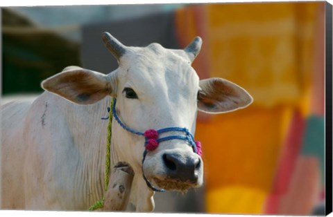 Framed White cows, Farm Animal, Kansamari area, Orissa, India Print
