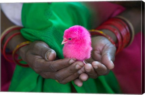 Framed Woman and Chick Painted with Holy Color, Orissa, India Print