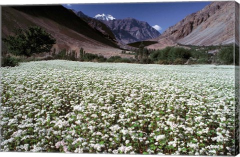 Framed India, Ladakh, Suru, White flower blooms Print