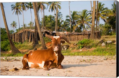 Framed Goa, India. A lazy cow resting on Vagator Beach Print