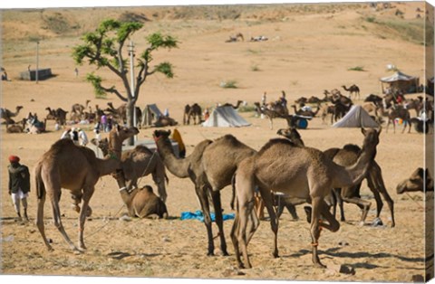 Framed Camel Market, Pushkar Camel Fair, India Print