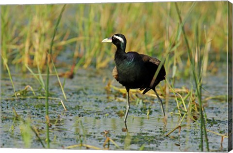 Framed Bronze-winged Jacana bird, Keoladeo NP, India Print