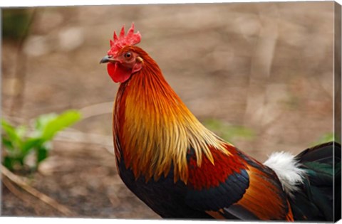 Framed Close up of Red Jungle Fowl, Corbett National Park, India Print